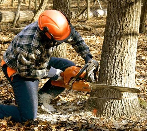 Tree Removal in Continental, OH
